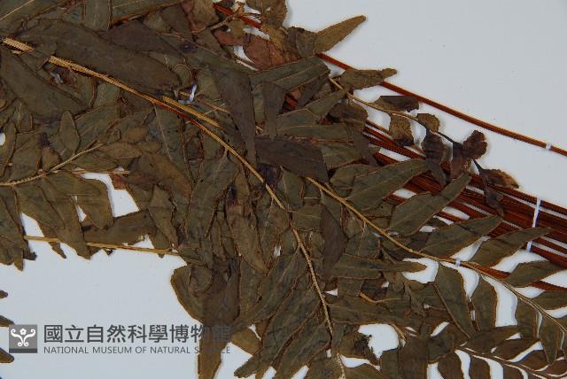 異葉雙唇蕨藏品圖，第4張