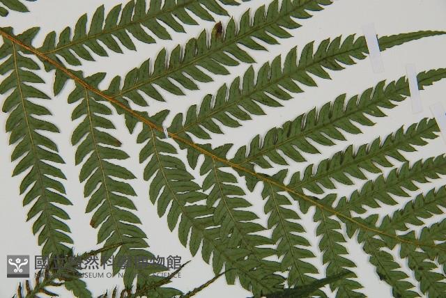 假桫欏藏品圖，第4張