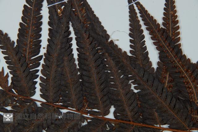 金狗毛蕨藏品圖，第4張