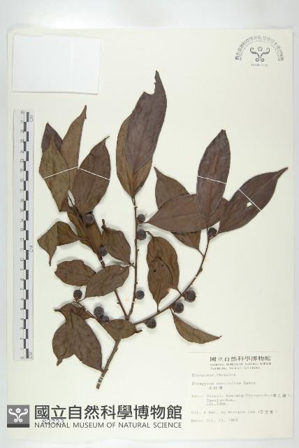 山紅柿藏品圖，第3張