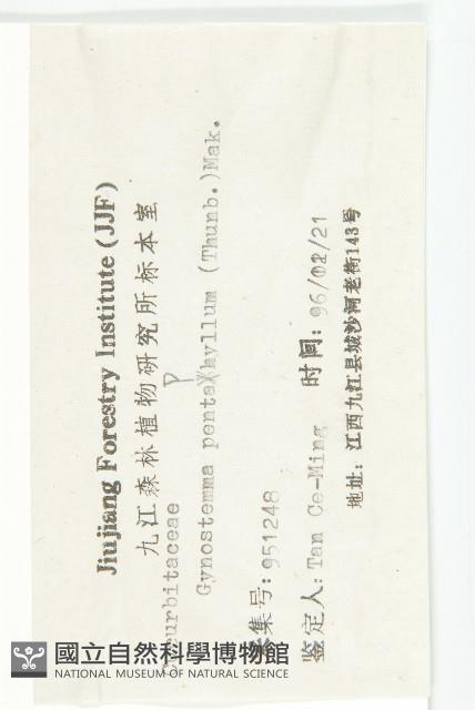 絞股藍藏品圖，第3張