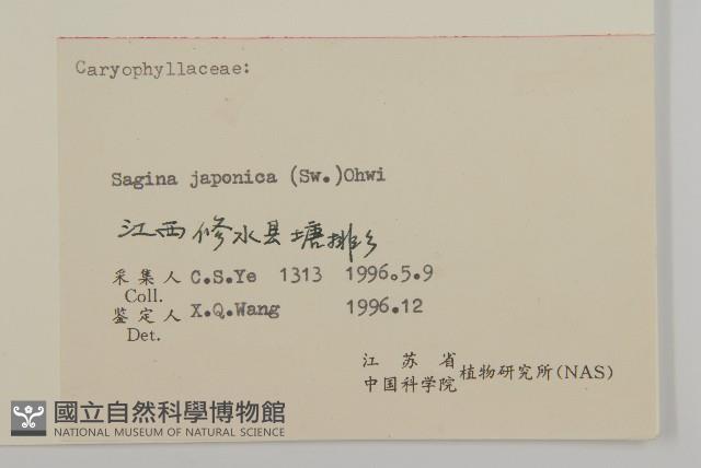 瓜槌草、漆姑草藏品圖，第3張