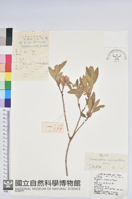 大白菜、結球白菜、卷心白藏品圖，第4張