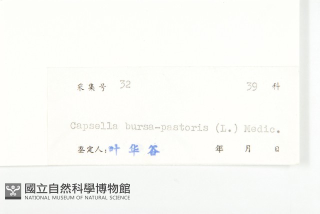 薺藏品圖，第3張