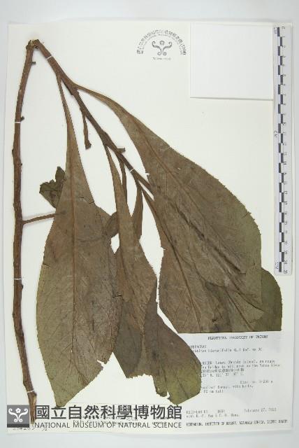 琉球黃楊藏品圖，第3張