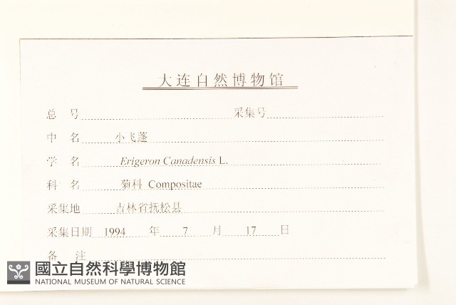 加拿大蓬藏品圖，第3張