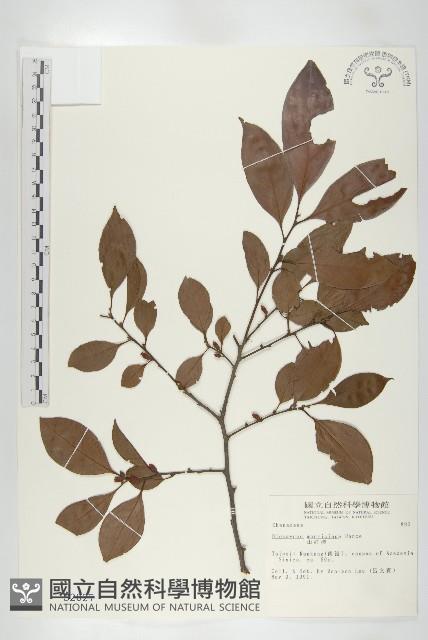 山紅柿藏品圖，第3張