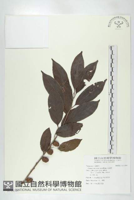 山紅柿藏品圖，第3張