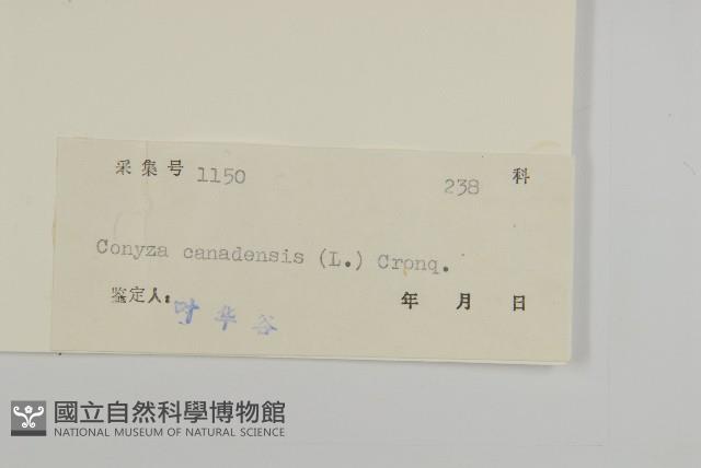 加拿大蓬藏品圖，第3張