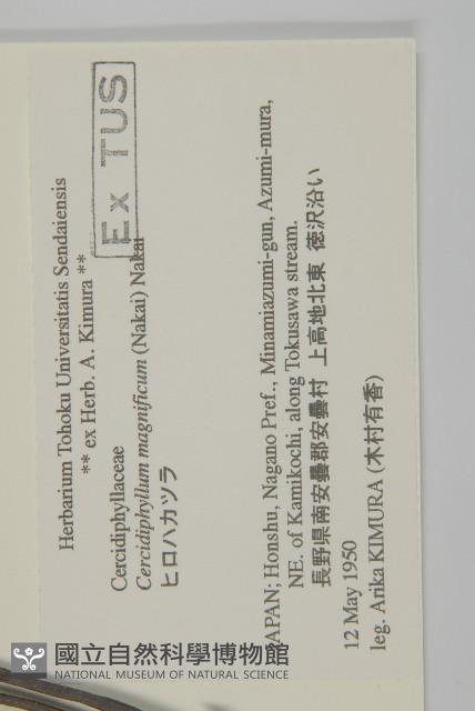 昆明山海棠藏品圖，第4張