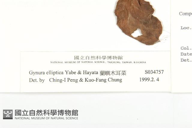 蘭嶼木耳菜藏品圖，第3張