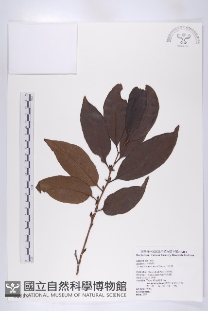 山紅柿藏品圖，第3張