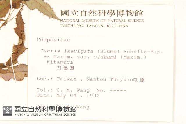 刀傷草藏品圖，第4張