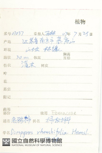 菱葉柿藏品圖，第4張