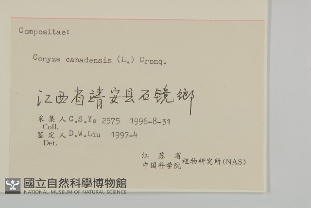 加拿大蓬藏品圖，第3張