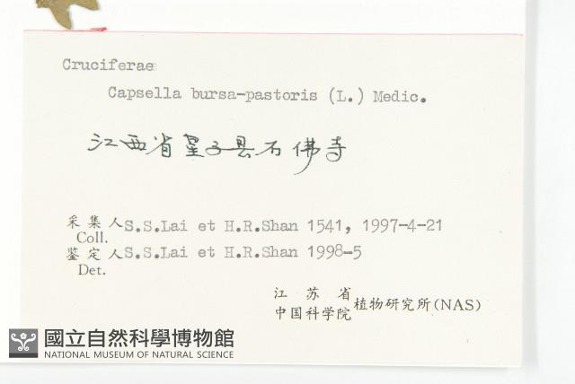 薺藏品圖，第3張