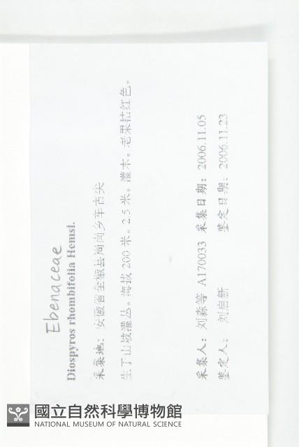 菱葉柿藏品圖，第4張