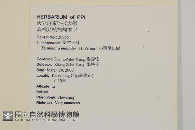 小葉欖仁藏品圖，第4張