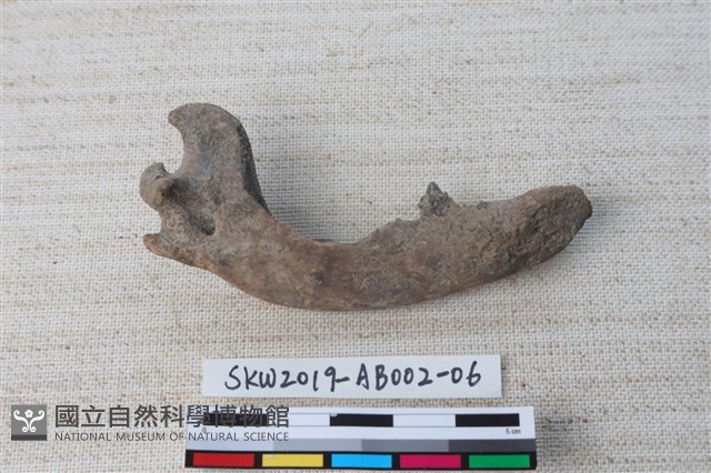 家犬藏品圖，第4張
