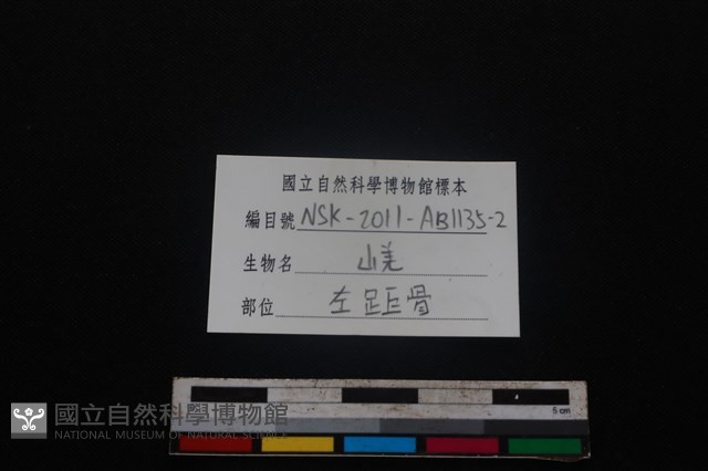 山羌骨藏品圖，第4張