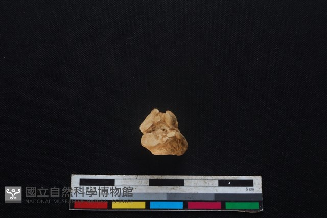 山羌骨藏品圖，第4張