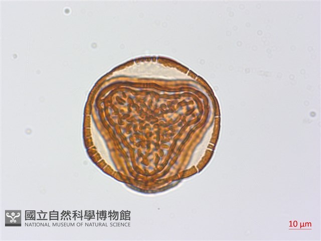 粉葉蕨藏品圖，第5張