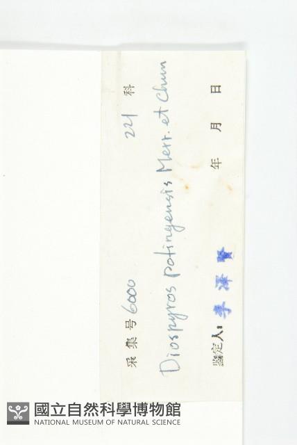 保亭柿藏品圖，第6張