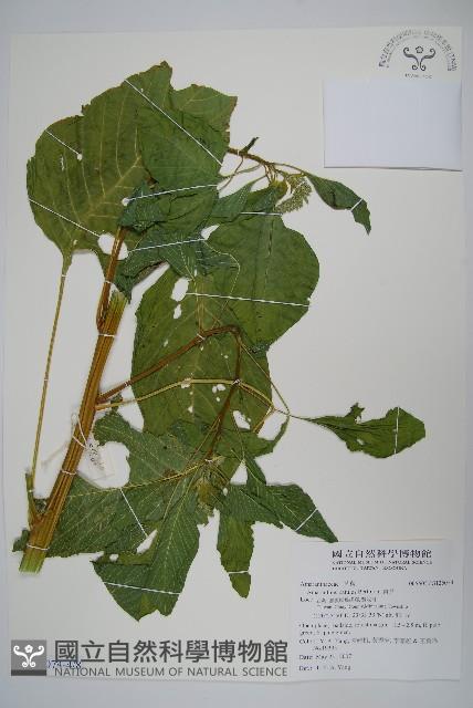 青莧藏品圖，第7張