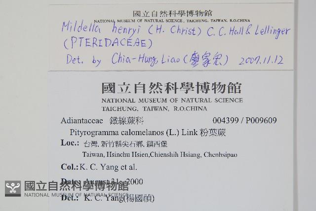 亨氏擬旱蕨藏品圖，第7張