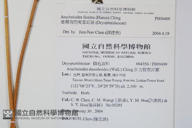 臺灣兩面複葉耳蕨藏品圖，第7張