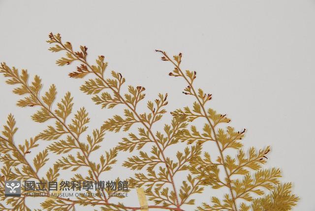 台灣小膜蓋蕨藏品圖，第6張