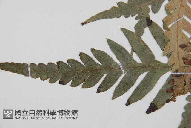 臺灣狗脊蕨藏品圖，第6張