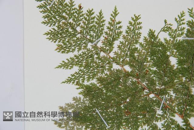 台灣小膜蓋蕨藏品圖，第6張