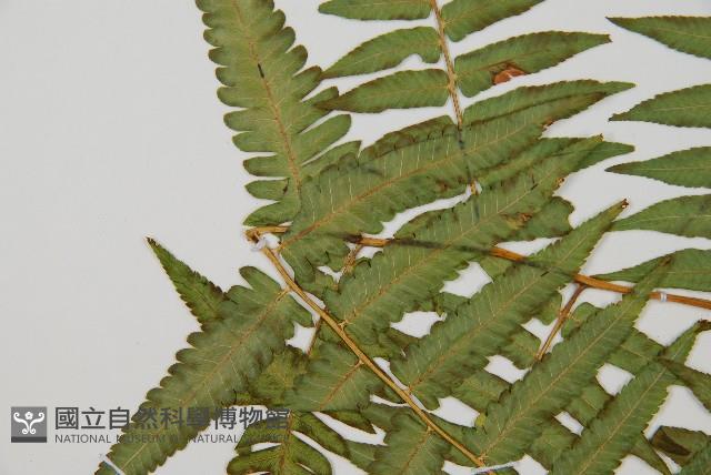過溝菜蕨藏品圖，第6張