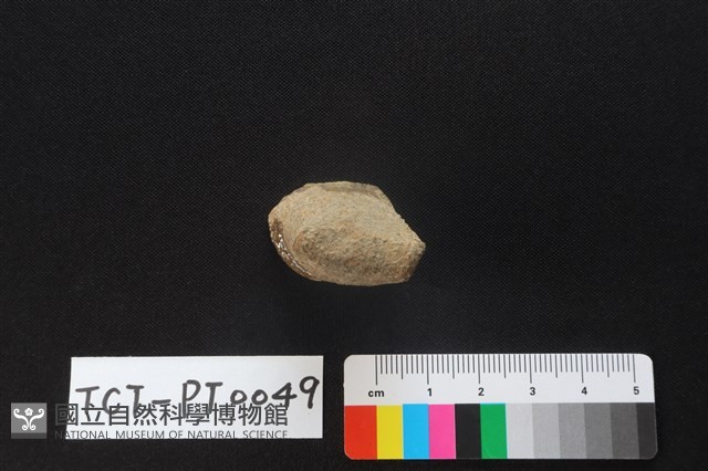 陶蓋鈕藏品圖，第2張