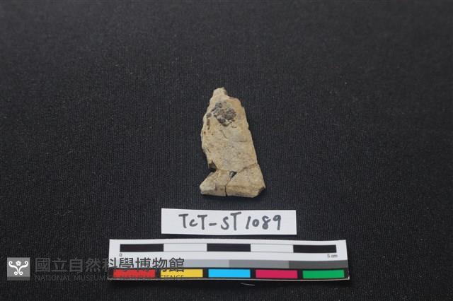 矛鏃形器藏品圖，第2張