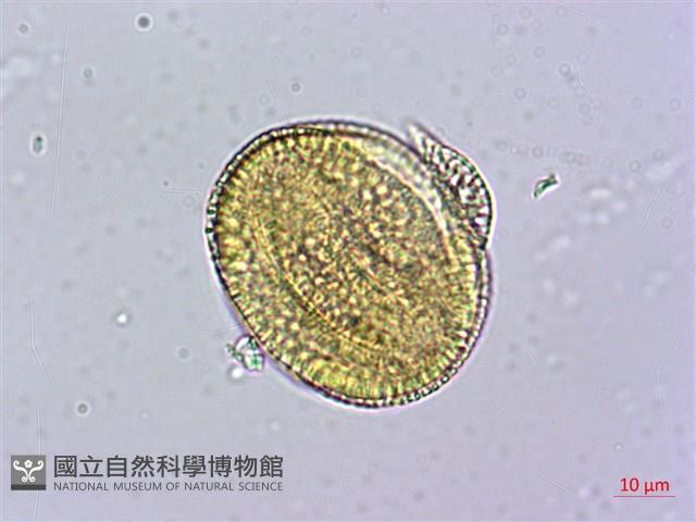 三角葉西番蓮藏品圖，第2張