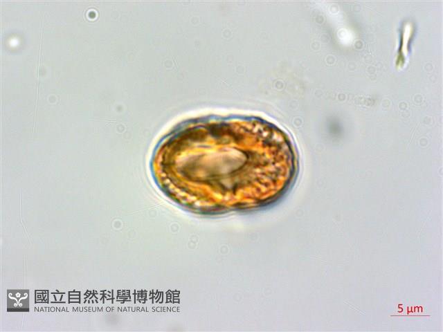 爵床藏品圖，第2張