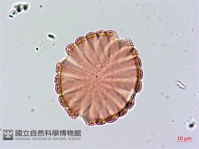 大安水蓑衣藏品圖，第2張