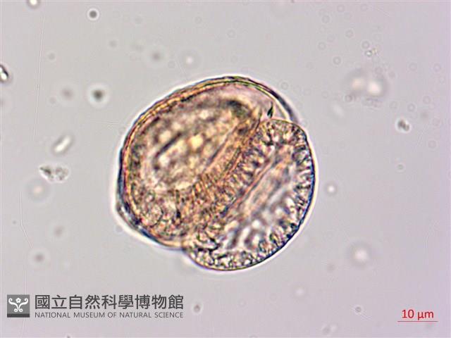 臺灣二葉松藏品圖，第2張