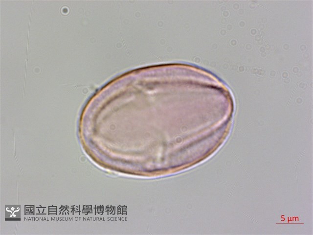 水鴨腳藏品圖，第2張