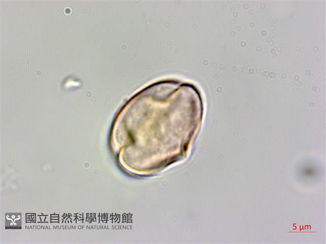 登錄號:Y000011藏品圖，第2張