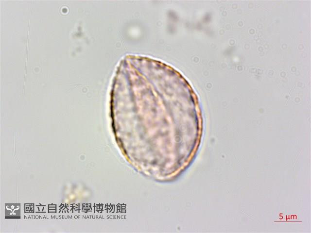 宜蘭菝契、托柄菝契藏品圖，第2張