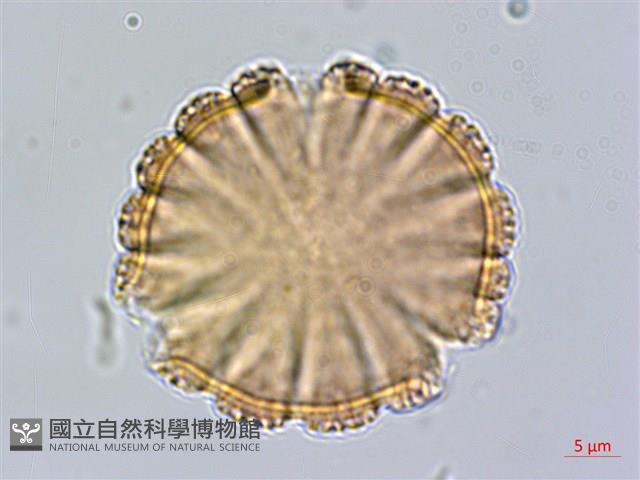 水蓑衣藏品圖，第2張