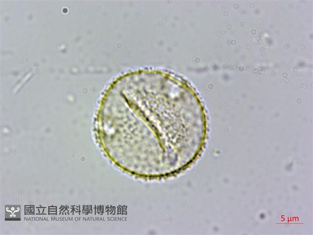 台灣梭羅樹藏品圖，第2張