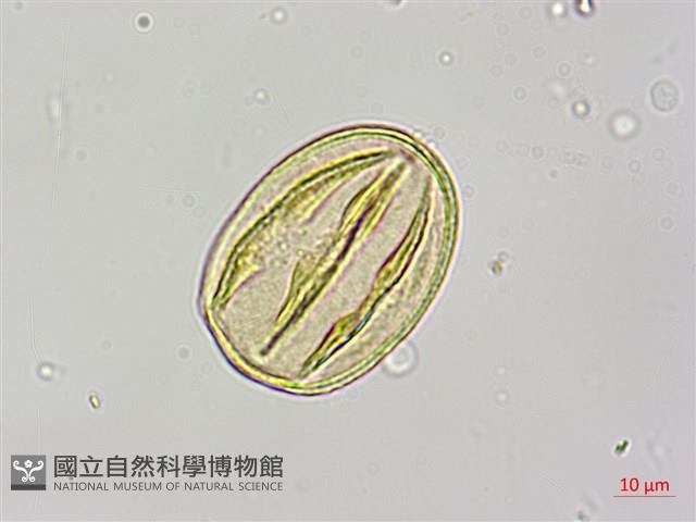 烏皮九芎、奮起湖野茉莉藏品圖，第2張