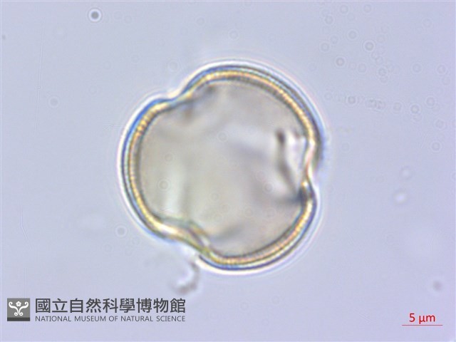 青楓藏品圖，第2張