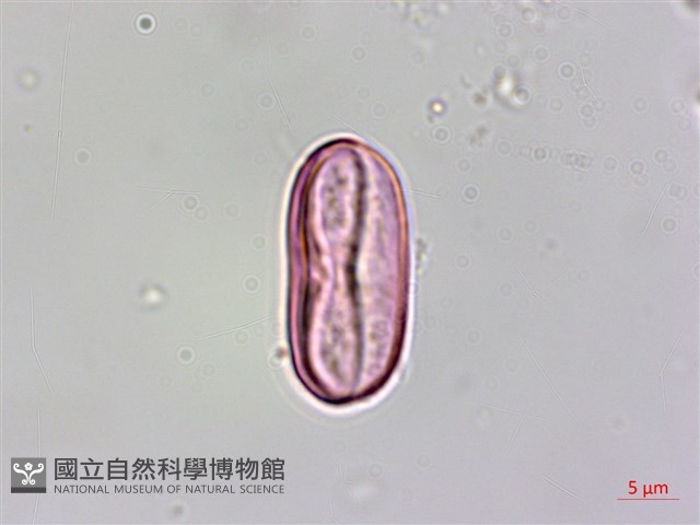 水鴨腳藏品圖，第2張