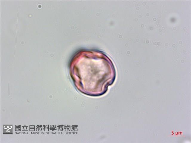 水鴨腳藏品圖，第2張