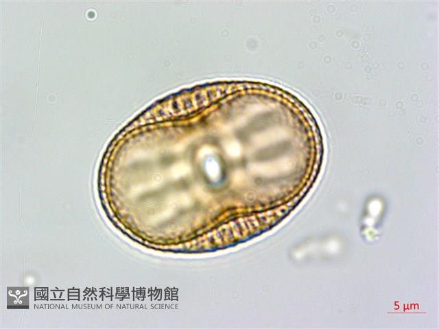 爵床藏品圖，第1張